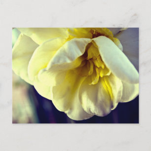 Carte Postale Narcissus Daffodil