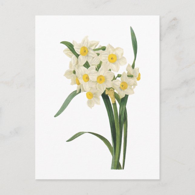Carte Postale narcissus(Narcissus tazetta) par Redouté (Devant)