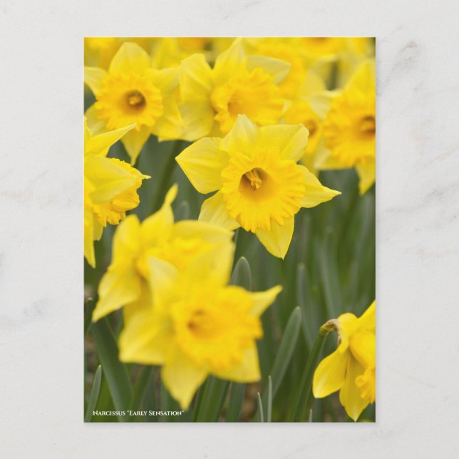 Carte Postale Narcissus "Sensation précoce" [Carte postale] (Devant)