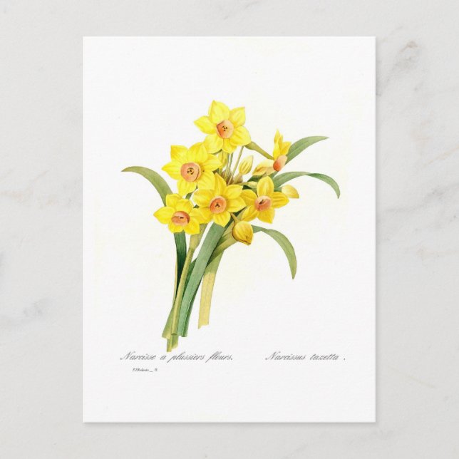 Carte Postale Narcissus tazetta (Devant)
