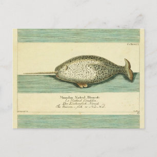 Carte Postale Narwhal Antique Baleine Aquarelle Art scientifique