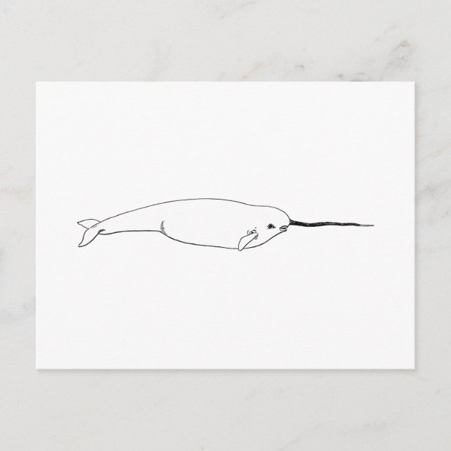 Carte Postale Narwhal (art. 500) (Devant)