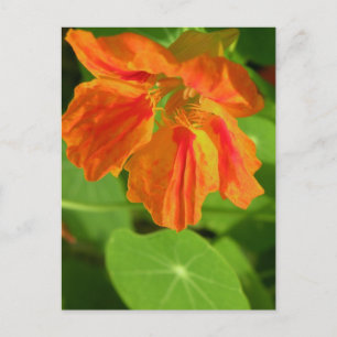 Carte Postale Nasturtium