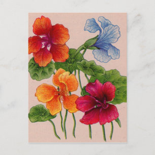 Carte Postale nasturtium