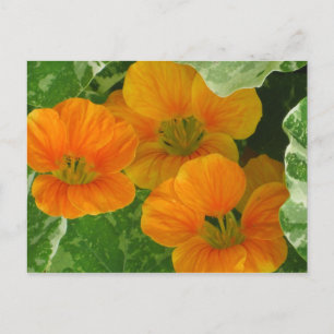 Carte Postale Nasturtiums