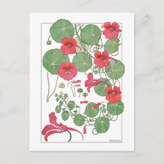 Carte Postale Nasturtiums rouges | Antique Lithograph 1896 Poste (Devant)