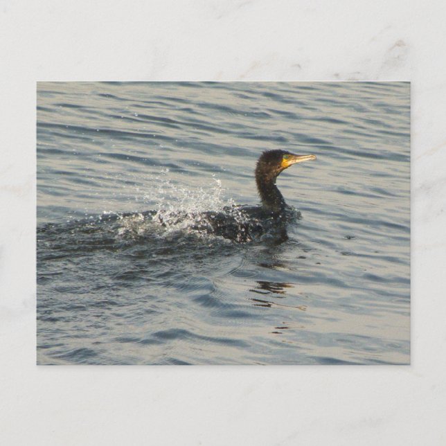 Carte Postale Natation cormorane (Devant)