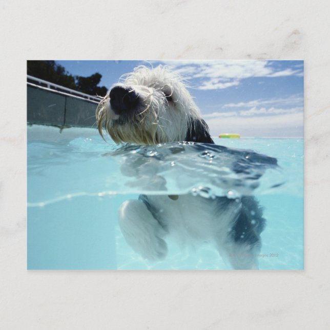 Carte Postale Natation de chien dans une piscine (Devant)