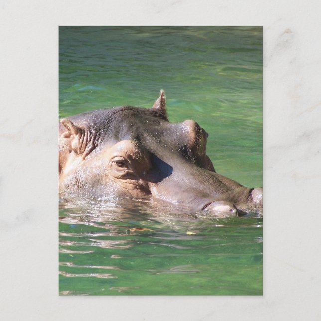 Carte Postale Natation d'hippopotame sur la surface (Devant)