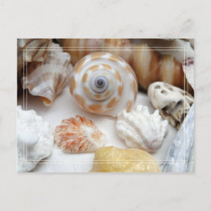 Carte postale Natica Jewel Box Kitten's Paw Seashe