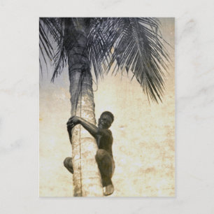 Carte Postale Natif de la Nouvelle-Guinée grimpe à l'arbre à coc