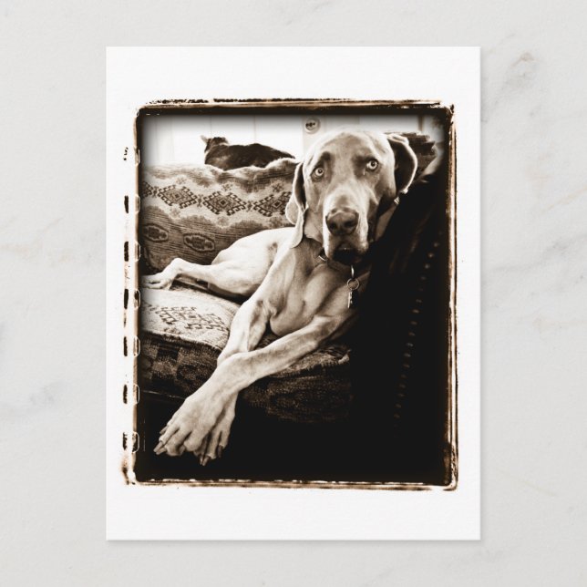 Carte Postale Nation Weimaraner : "La Chaise de Ballou" (Devant)