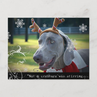 Carte Postale Nation Weimaraner : "Pas une créature ne remuait..