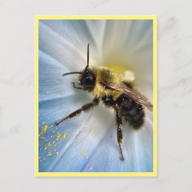 Carte Postale Nature Abeille Botanique Toutes les occasions (Devant)