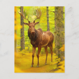 Carte Postale *~* Nature AP49 MOOSE Woods Forêt Chute Jaune