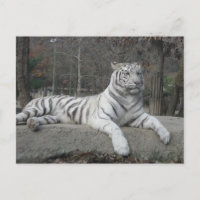 Nature Belle Bengale White Tiger Photographie