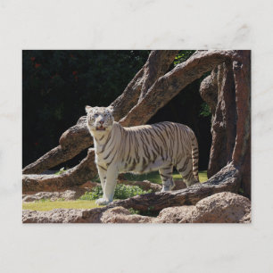 Carte Postale Nature Bengale White Tiger Photographie