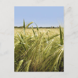 Carte Postale Nature botanique du grain de seigle