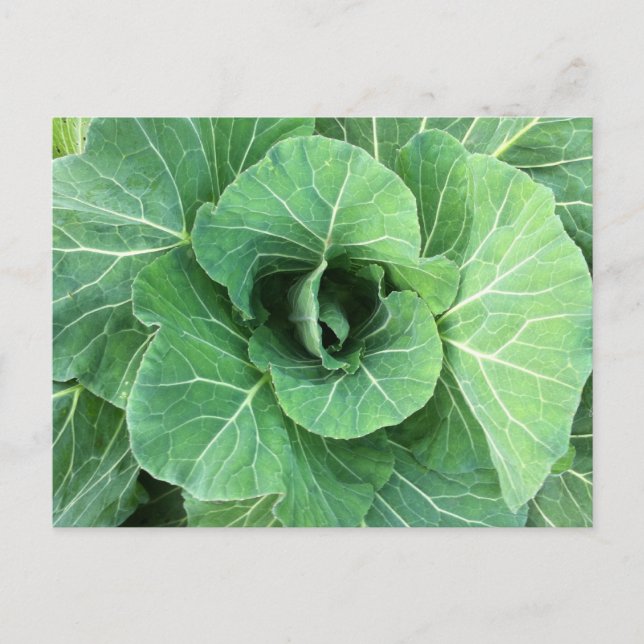 Carte Postale Nature Cabbage vert (Devant)