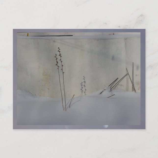 Carte Postale nature morte en hiver blanc (Devant)