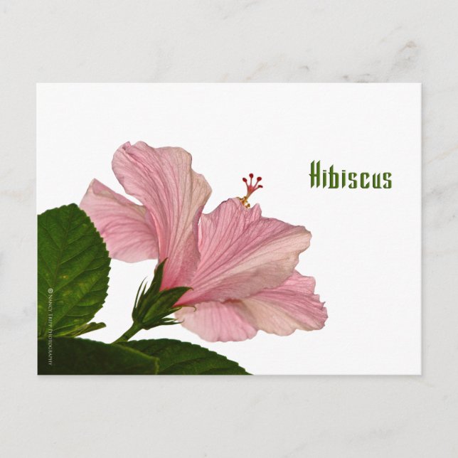 Carte Postale Nature Photographie Hibiscus rose Closeup Photo (Devant)