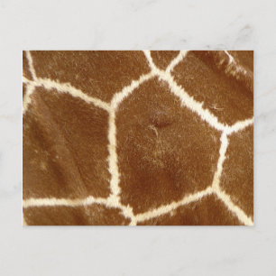 Carte Postale Nature Texté Photo Giraffe Poster de animal Motif