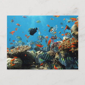 Carte Postale Naturel des poissons de récif corallien