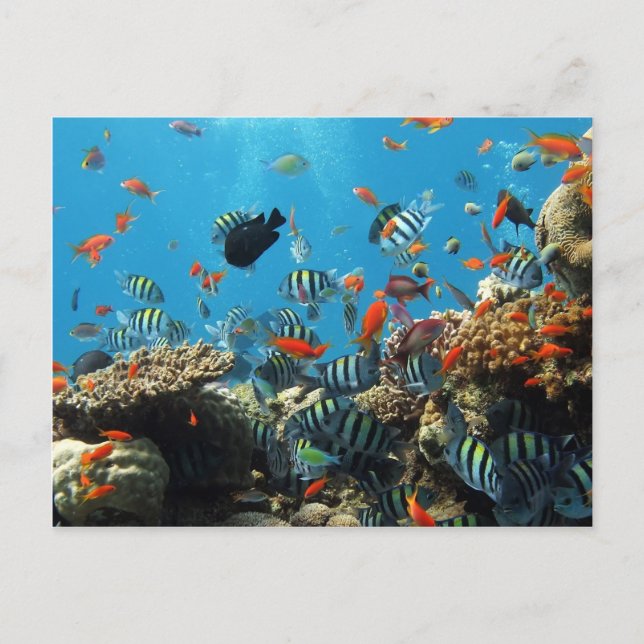 Carte Postale Naturel des poissons de récif corallien (Devant)