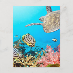 Carte Postale Naturescape Coral Reef Turtle