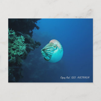 Carte Postale Nautilus Grande barrière récif Mer de corail