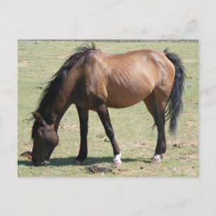 Carte Postale Navajo Mustang