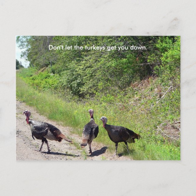 Carte Postale Ne laissez pas les dindes vous faire descendre Car (Devant)