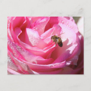 Carte Postale Nectar sucré après une légère pluie douche, abeill