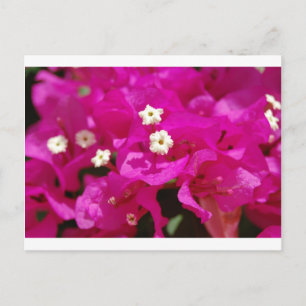 Carte Postale Negril, Jamaïque