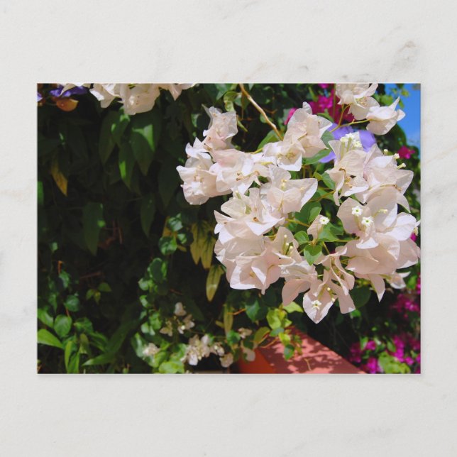 Carte Postale Negril, Jamaïque (Devant)