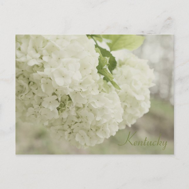 Carte Postale Neige d'été par JerseyFawn (Devant)