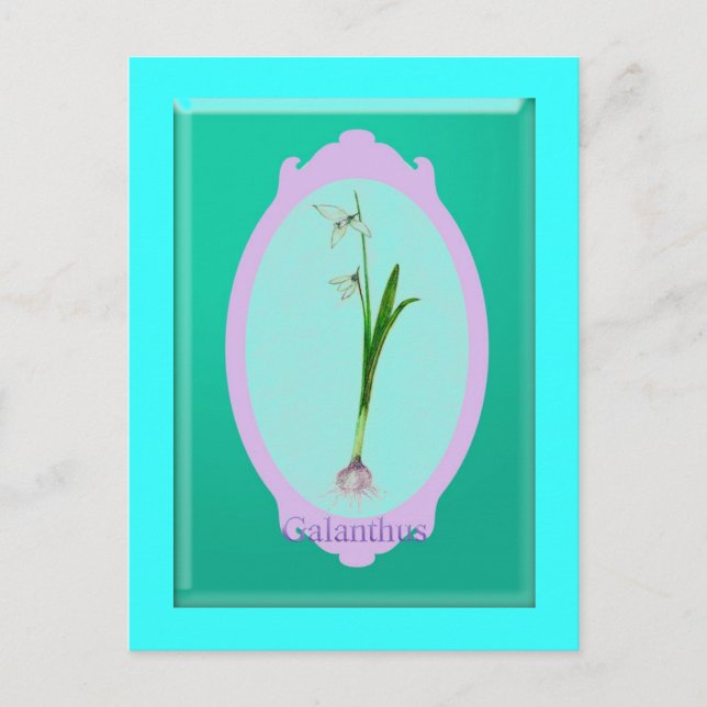 Carte Postale neige "Galanthus" (Devant)