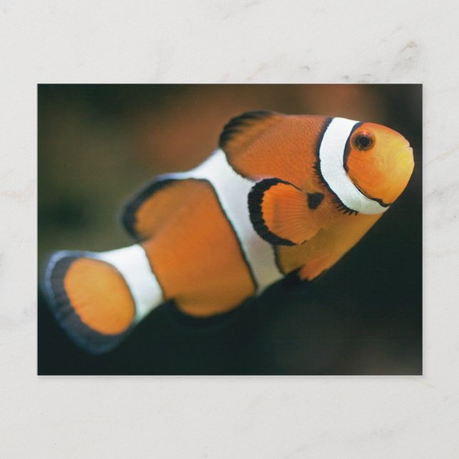 Carte postale Nemo (Devant)