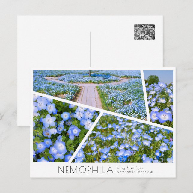 Carte Postale NEMOPHILA（Baby Blue Eyes） (Devant / Derrière)
