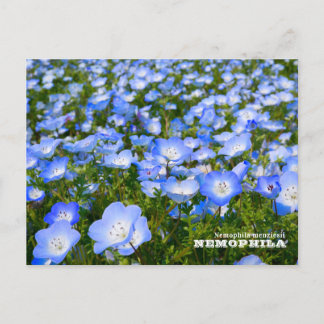 Carte Postale NEMOPHILA（Baby Blue Eyes）
