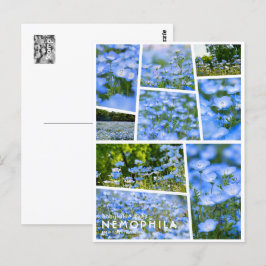 Carte Postale NEMOPHILA（Baby Blue Eyes）