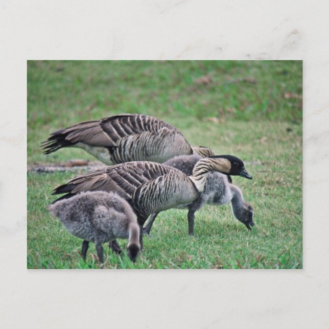 Carte Postale Nene (Devant)