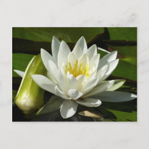 Carte Postale Nénuphar blanc et bud Floral