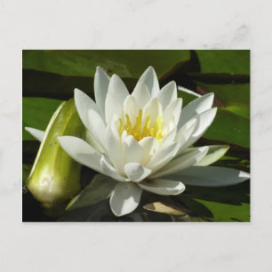 Carte Postale Nénuphar blanc et bud Floral