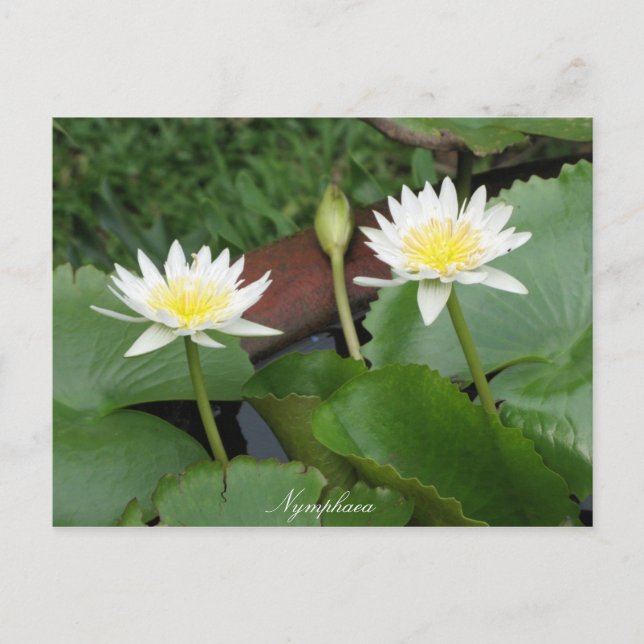 Carte Postale Nénuphar de fleurs Nymphaea (Devant)