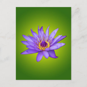 Carte Postale Nénuphar Fleur Étang Aquatique Fleur d'Eau Violett