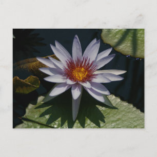 Carte postale Nénuphar Lotus blanc