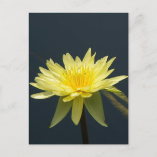 Carte postale Nénuphar Lotus jaune