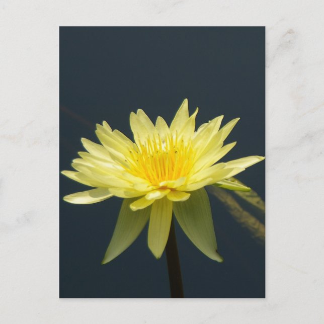 Carte postale Nénuphar Lotus jaune (Devant)