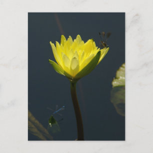 Carte postale Nénuphar Lotus jaune